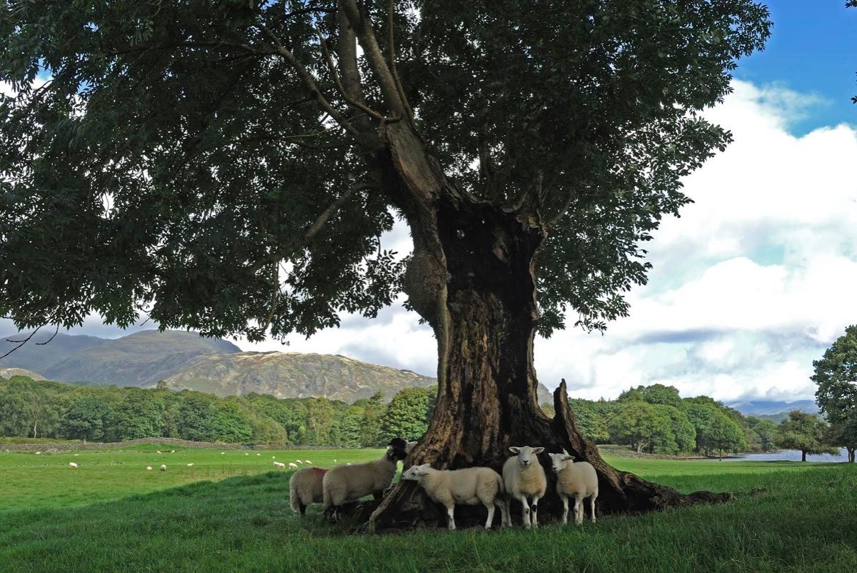 What's your Tree of the Year 2017? | Countryfile.com