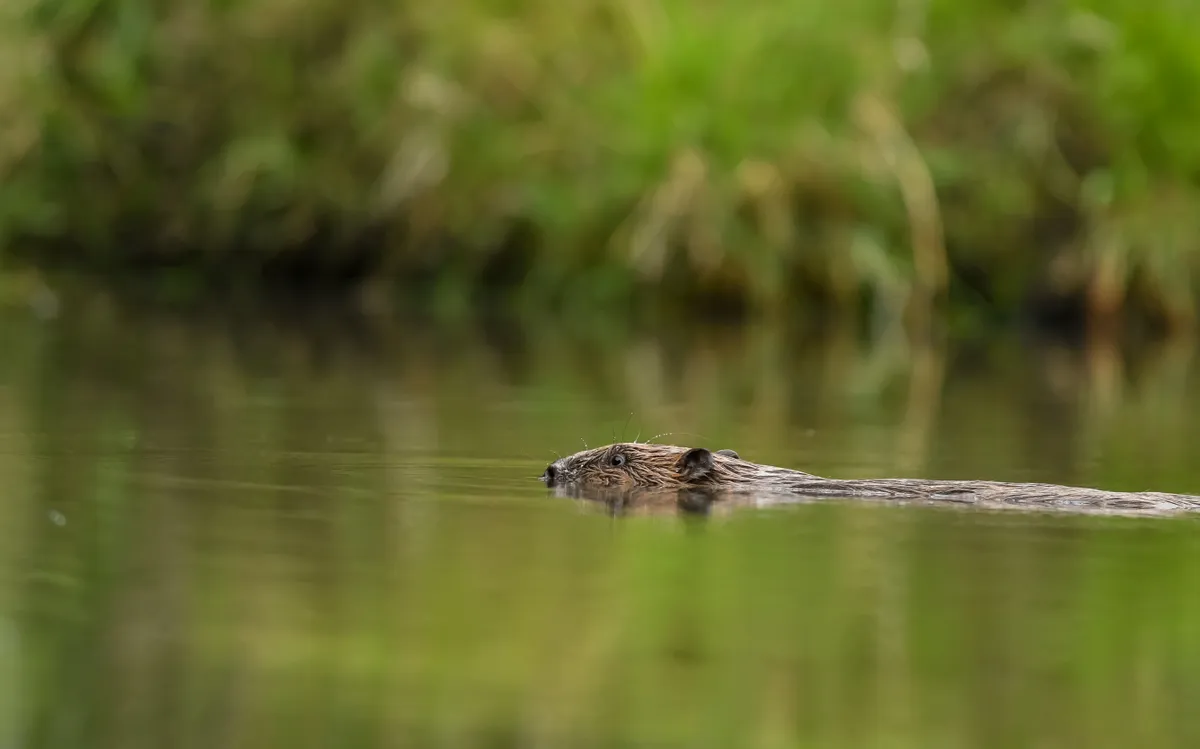 A swimming beaver