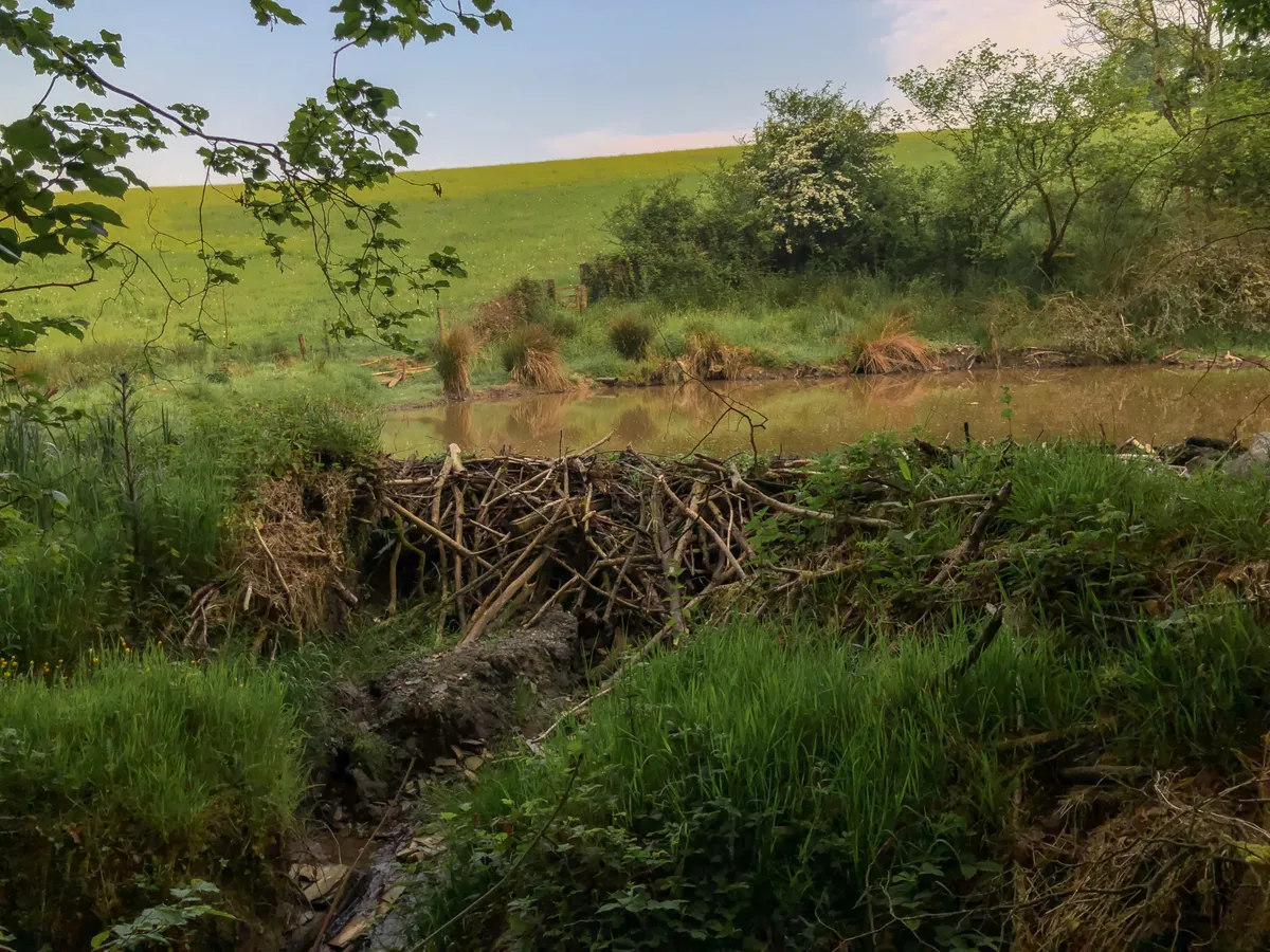 Beaver dam in Devon