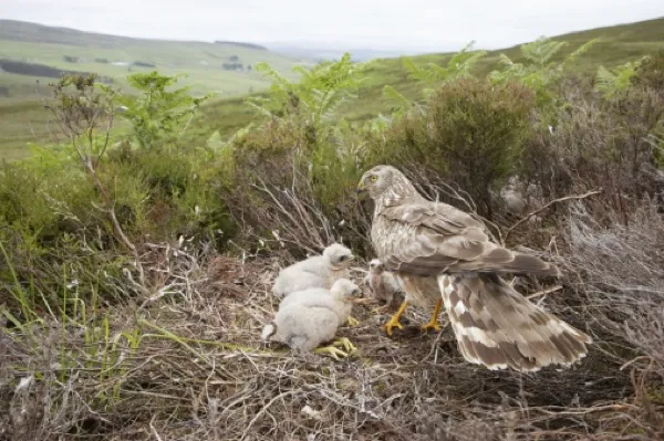 Hen harrier and chicks
