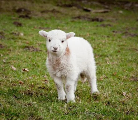 Young newly born lamb in meadow in Wales