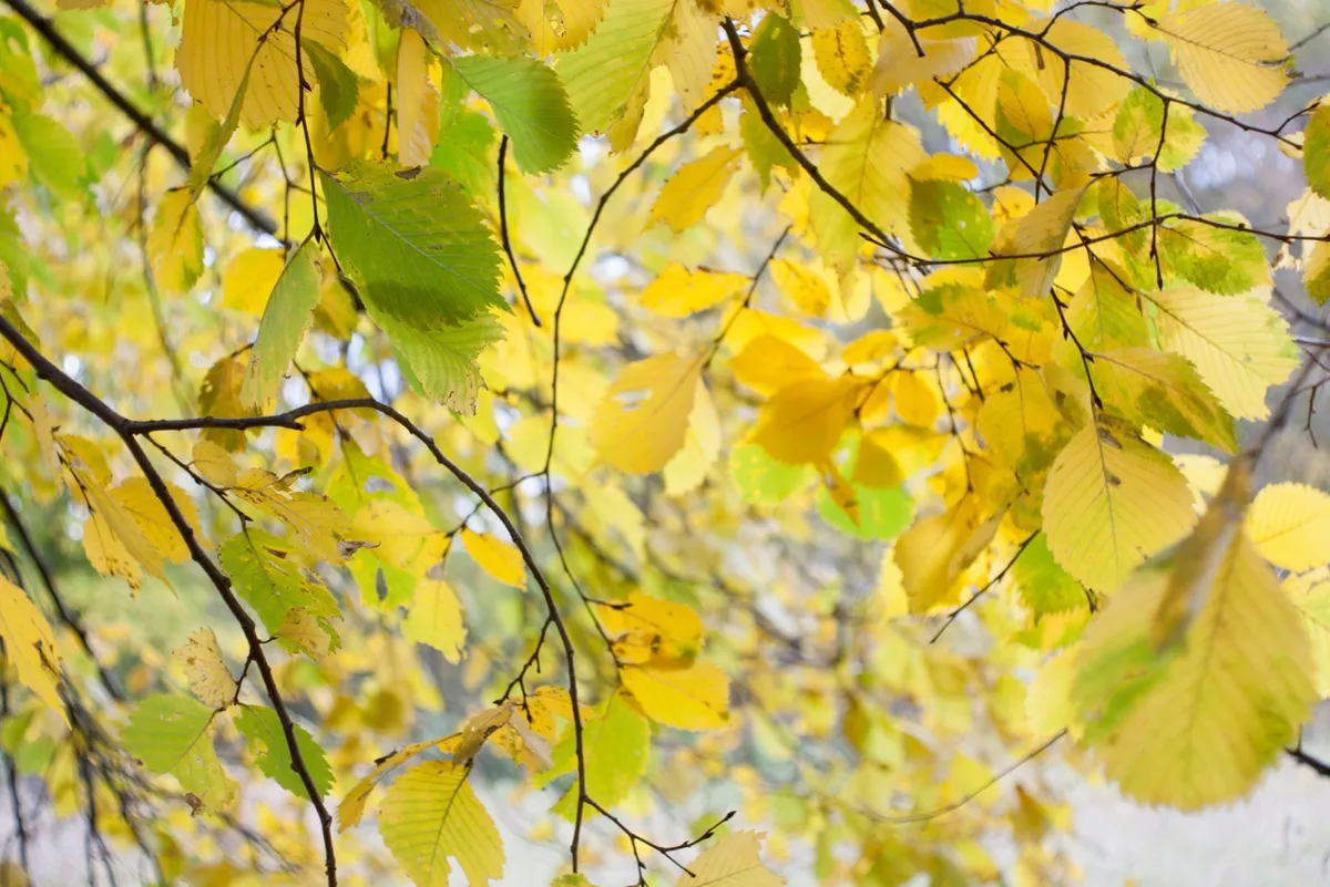 Autumn alder leaves nature background
