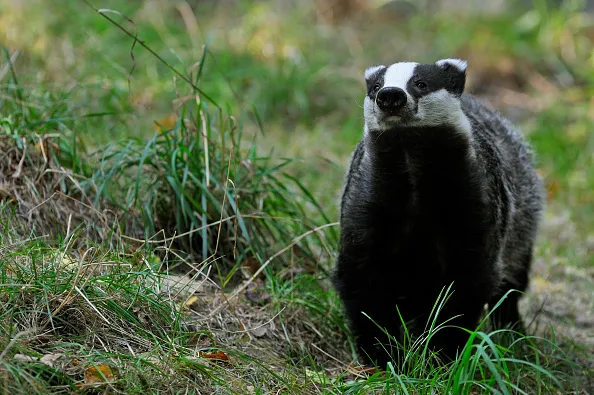 European badger (Meles meles) foraging in meadow. (Photo by: Arterra/UIG via Getty Images)
