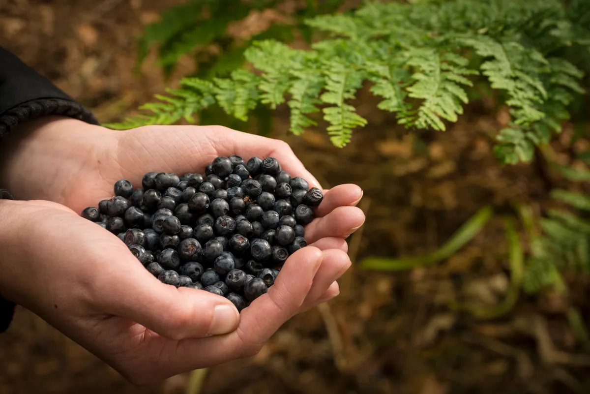 Person with cupped hands holding bilberries.