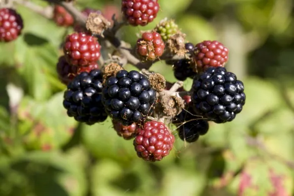Blackberries growing wild