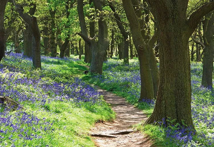 Bluebell wood, Hyacinthoides non-scripta.(Photo by FlowerPhotos/UIG via Getty Images)