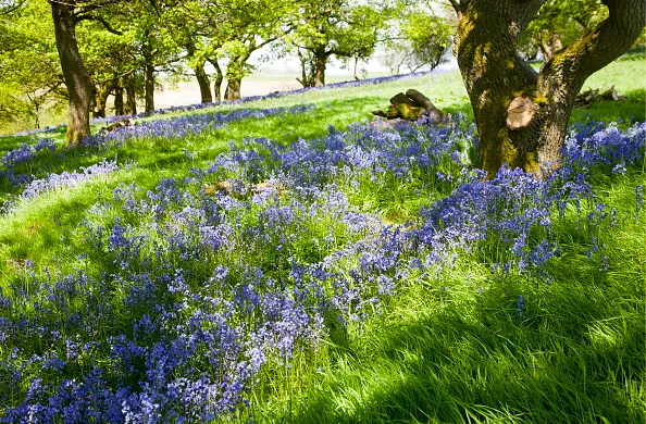 Bluebells, Hyacinthoides non-scripta, flowering in deciduous woodland on Martinsell Hill, Pewsey, Wiltshire England. (Photo By: Geography Photos/UIG via Getty Images)
