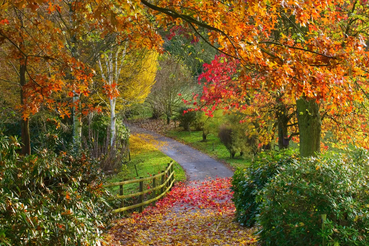 Bodenham Arboretum in Worcestershire with leaves of red and gold either side of a winding lane