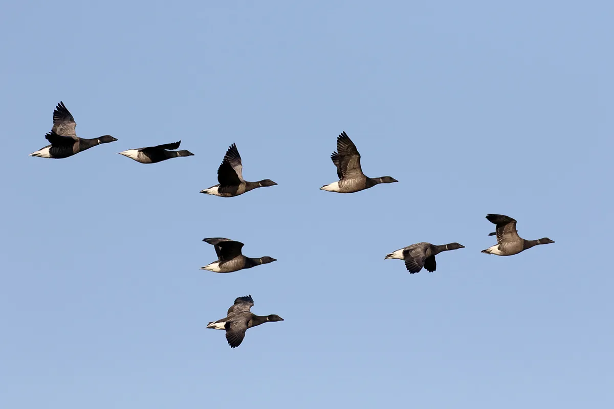 Brent goose, Branta bernicla, group of birds in flight, Netherlands, January 2017
