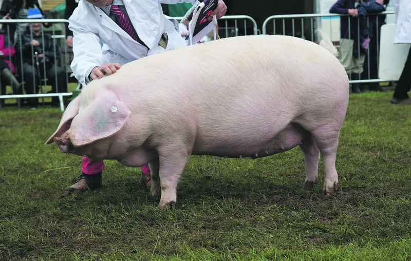 The champion pig, British Lop gilt Bezurrell Harmony 5 from G. P. Eustace of Gwinear, Hayle, Cornwall.
