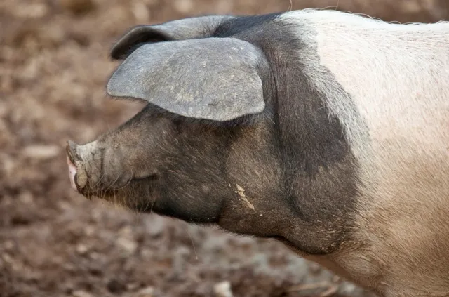 saddleback pig. Cornwall, England, United Kingdom.