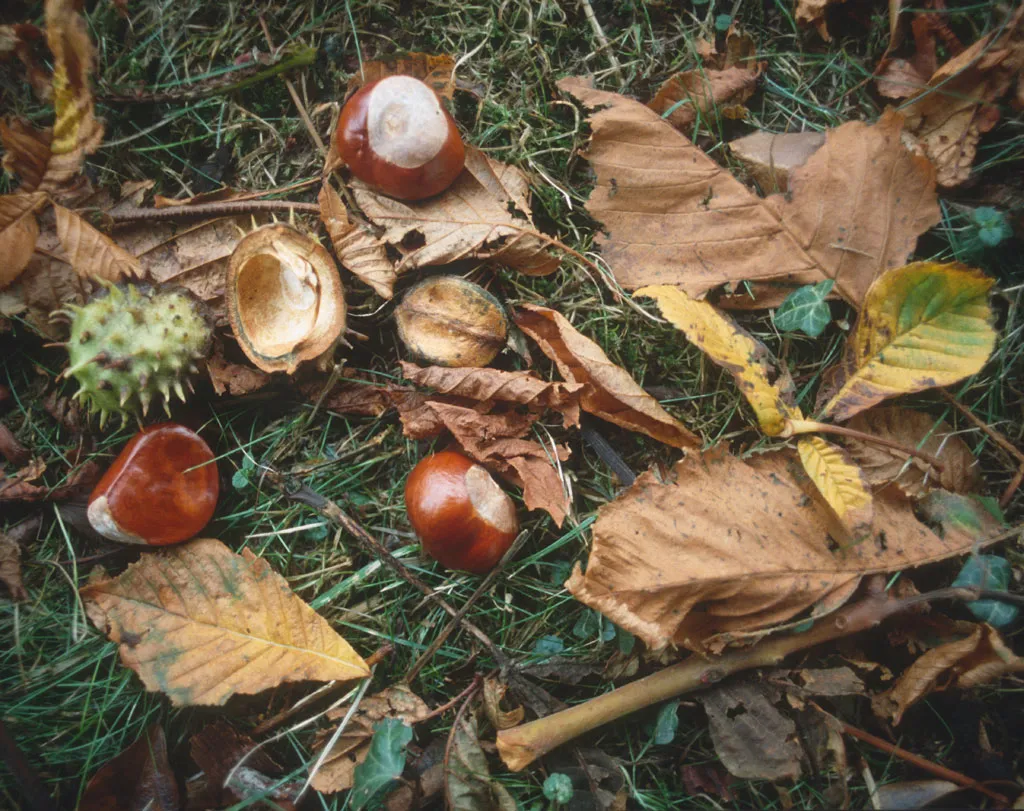 Conkers on the grass