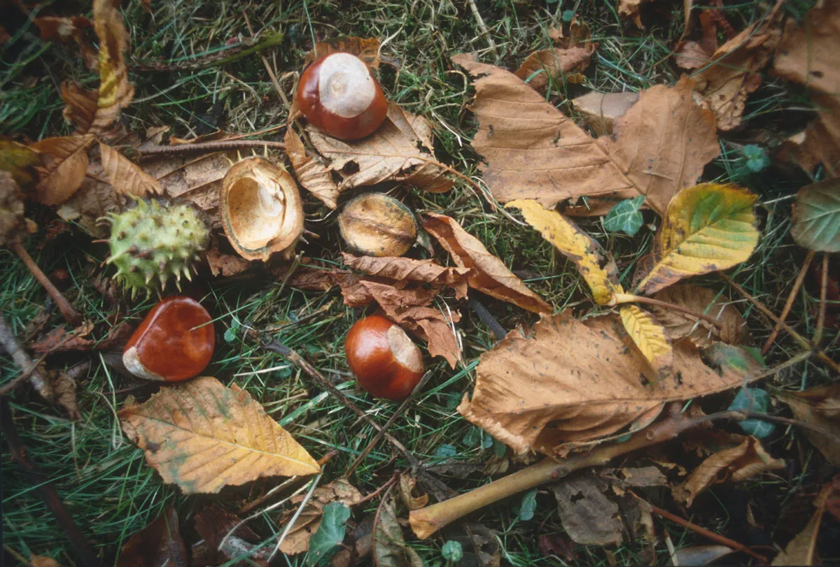 Conkers on the grass