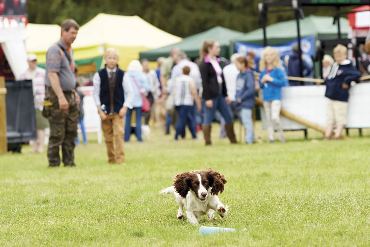 COUNTRYFILE_LIVE_DOGS_004-a6287d7