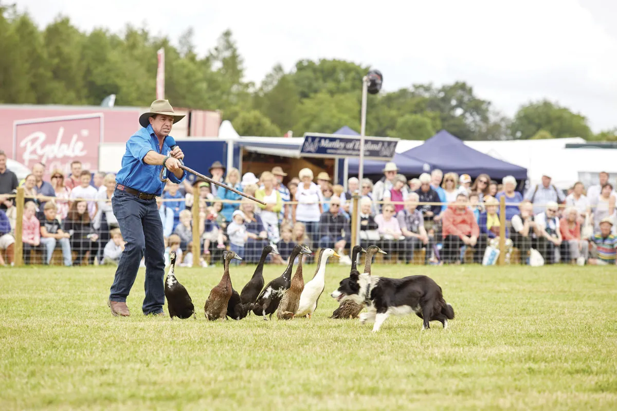 COUNTRYFILE_LIVE_DOG_AND_DUCK_SHOW_014-e9a7ec7