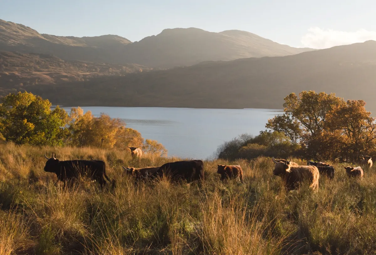 Cattle beside Loch Katrine ©Getty