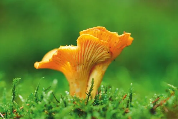 Chanterelle mushroom growing on forest floor
