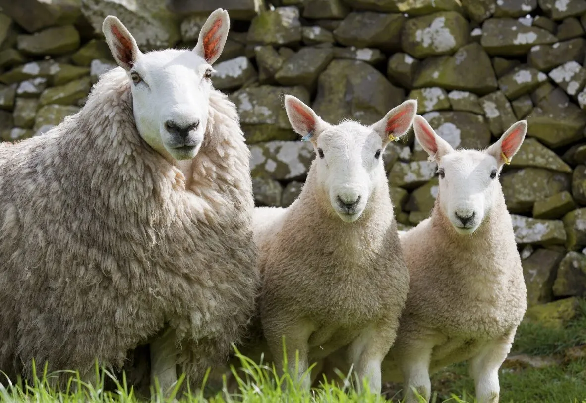 Three Cheviot sheep in front of a dry stone wall looking at the camera with long ears pointed upwards