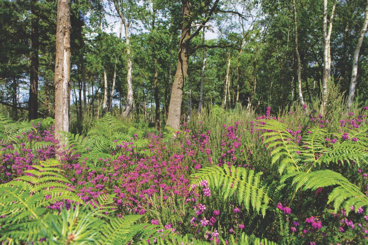 Over 300 species of wildflower can be found at Chobham Common, including bell heather, orchids and marsh gentian