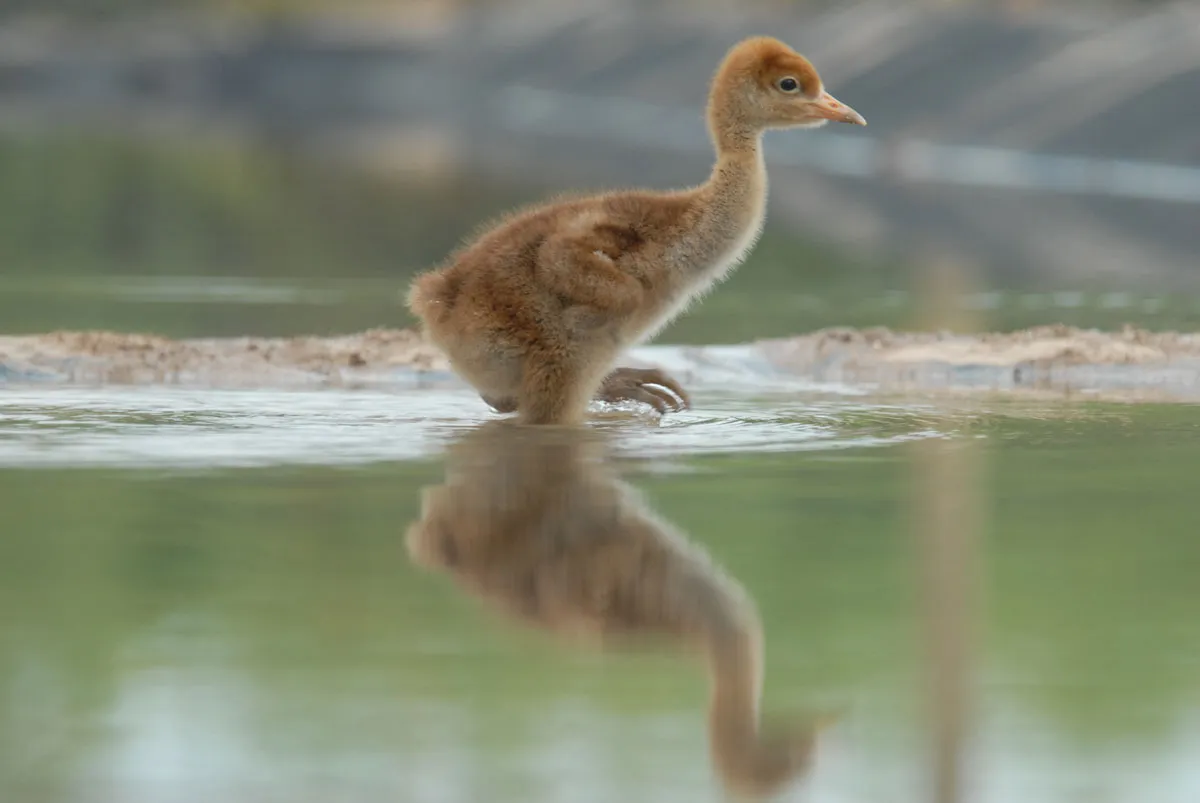 Crane-chick-in-water-28c29-JSLees-WWT-c6fe514