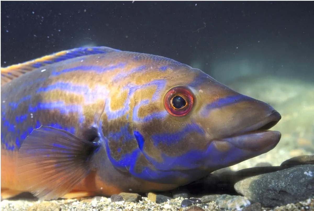 Cuckoo_wrasse_GettyImages_0-c89859a