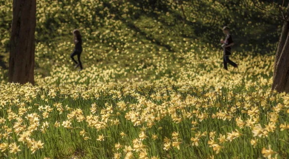VIRGINIA WATER, UNITED KINGDOM - MARCH 15: A carpet of daffodils adorn the woods of Breakheart Hill in the Spring sunshine of Virginia Water, twenty Miles south west of London, on March 15, 2014 in Virginia Water, England. (Photo by David Goddard/Getty Images)