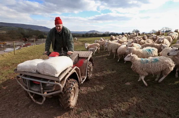 BRECON, WALES - MARCH 31: Farmer Dai Brute feeds sheep in one of his fields on Easter Day at Gwndwnwal Farm on March 31, 2013 in Brecon, Wales. Dai Brute runs Gwndwnwal Farm in Llan-Talyllyn, Brecon with his wife Dulcie Brute and son Paul Brute. The recent cold snap has meant that farmers have had to continue feeding their sheep long into the period when they would normally be able to survive on grass in the more mild weather. (Photo by Chris Jackson/Getty Images)