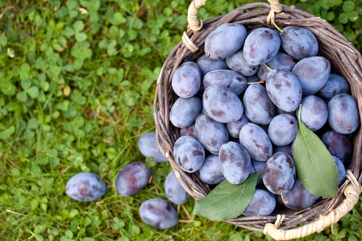 Directly Above Shot Of Damson Plums In Basket On Grass