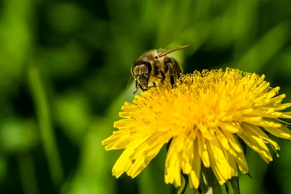 HEIDENAU, SAXONY, GERMANY - 2016/05/09: A Carniolan honey bee (Apis mellifera carnica) is collecting nectar at a yellow Dandelion flower (Taraxacum officinale) blossom. (Photo by Frank Bienewald/LightRocket via Getty Images)