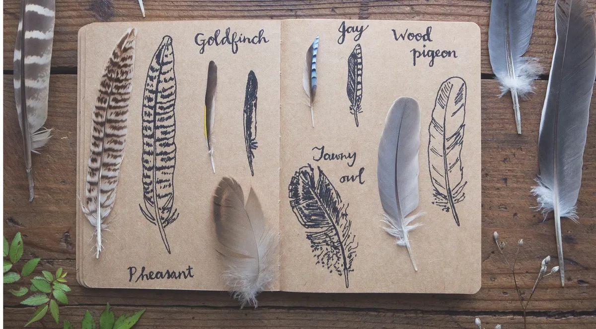 Feathers in notebook