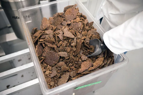 A worker scoops baked crickets into a grinder at the Entomo Farms processing facility in Norwood, Ontario, Canada, on Tuesday, May 29, 2018. In April, Maple Leaf Foods Inc. announced that it will be providing Series A funding to Entomo Farms, North America's largest farmer of insects for human consumption. Photographer: James MacDonald/Bloomberg via Getty Images