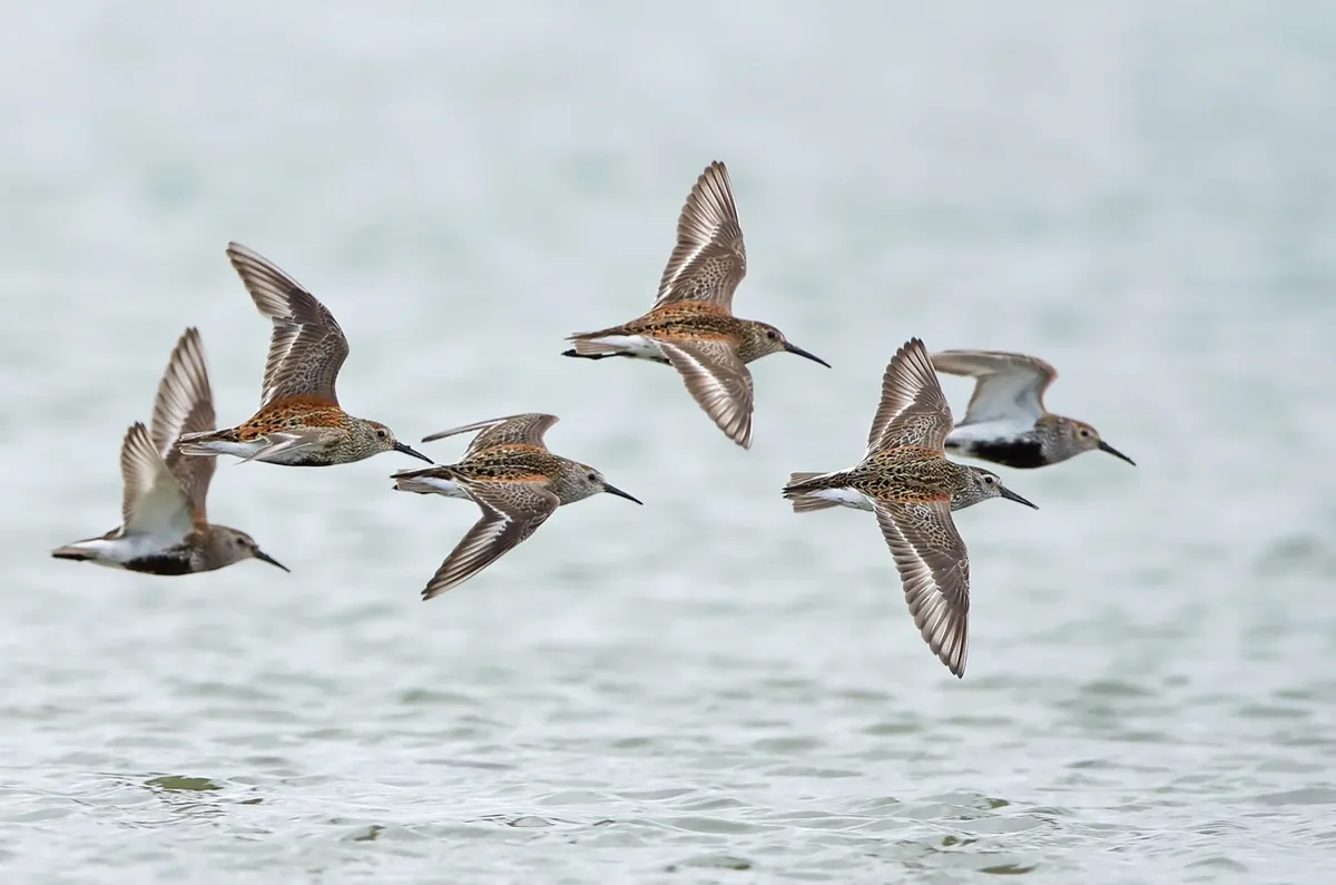Dunlins in flight with water in the background