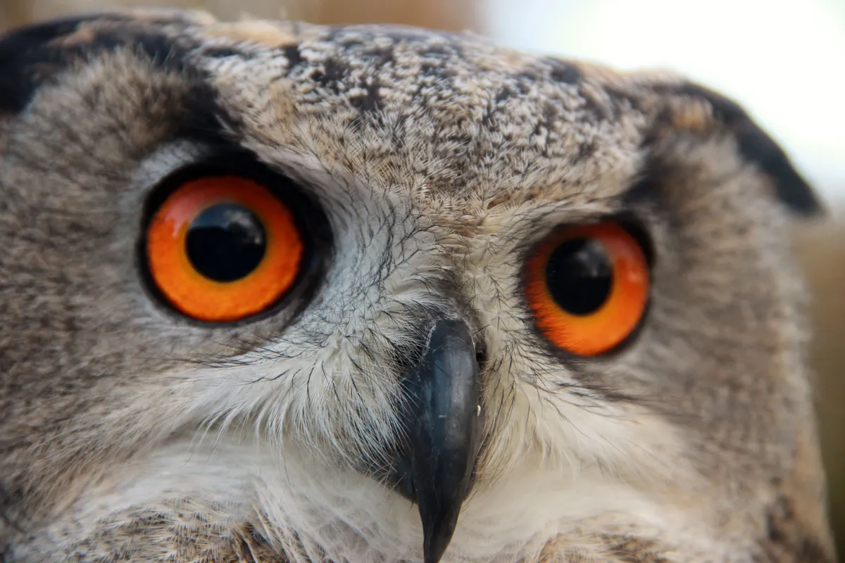 Eagle-owl-9ddf53e