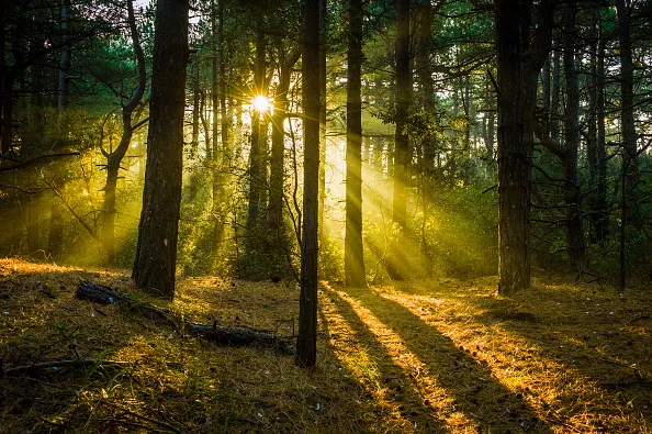 Early morning sunlight almost sets the woods alight. (Photo by: Loop Images/UIG via Getty Images)