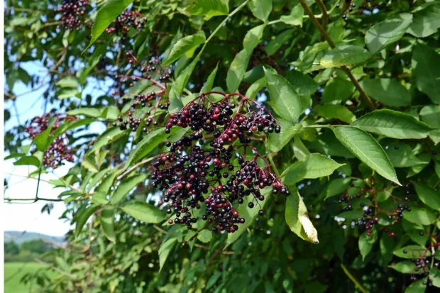Elderberry20tree-bc85711