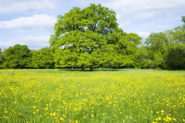 UNITED KINGDOM - JUNE 01: English Oak tree, Quercus robur, in a field of buttercups in summer in Swinbrook, the Cotswolds, Oxfordshire, UK (Photo by Tim Graham/Getty Images)