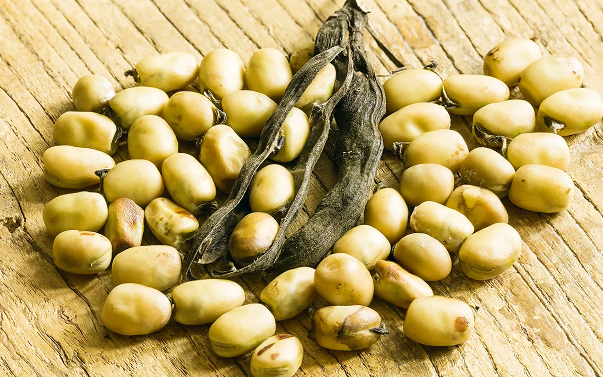Fava-beans-5-64c38ec