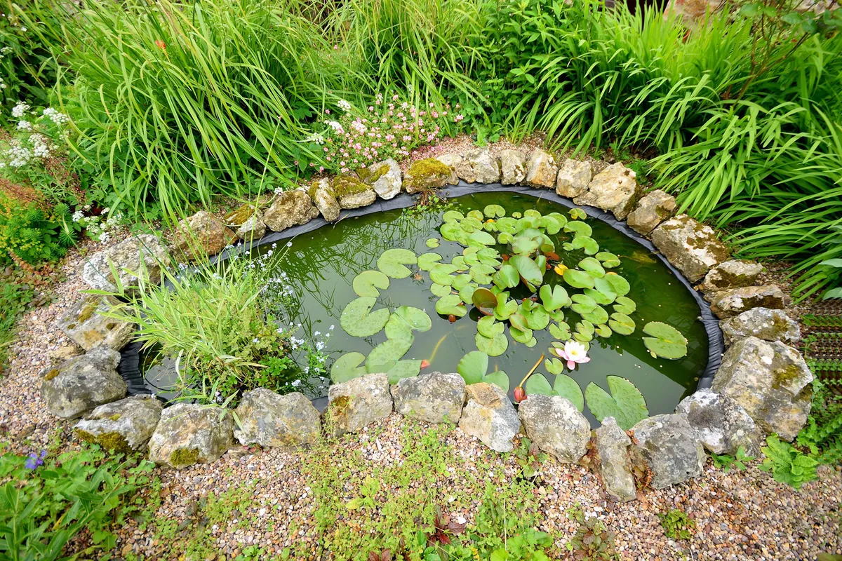 Garden-Pond-d761d2a