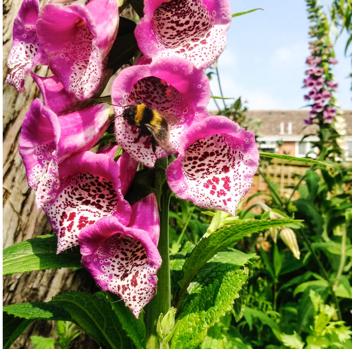 Garden bumblebee (Bombus hortorum), Suffolk by Lyn White submitted to the Great British Bee Count 2016 For use only with reference to the Great British Bee Count and Lyn White must be credited.