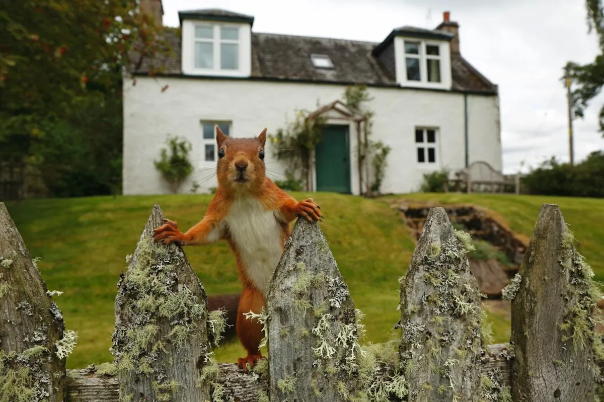 The Curious Garden Squirrel/Image:Neil McIntyre