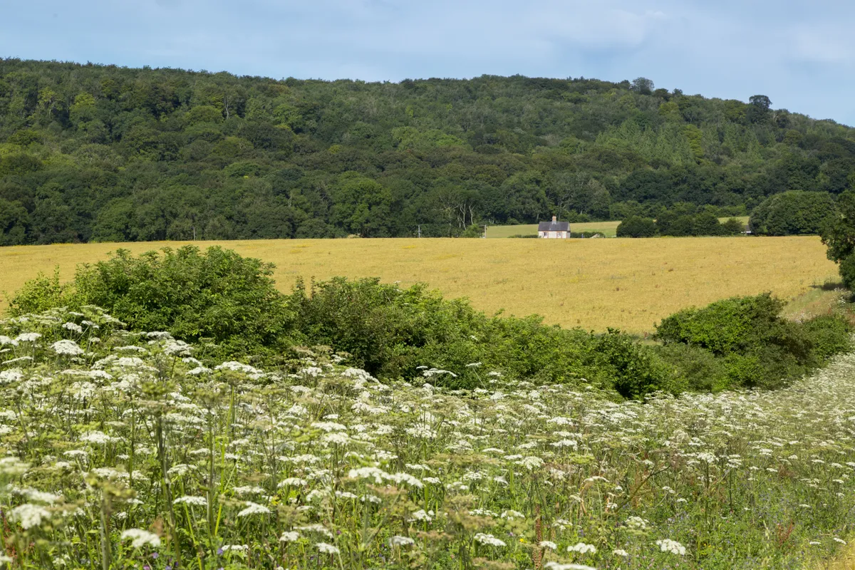 A wildflower margin at Courthill Farm, Slindon, West Sussex.