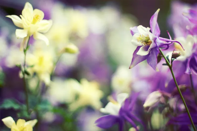 Purple and cream flowers