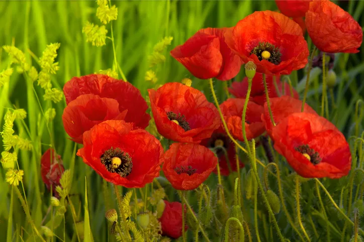 Poppies in grass, Getty