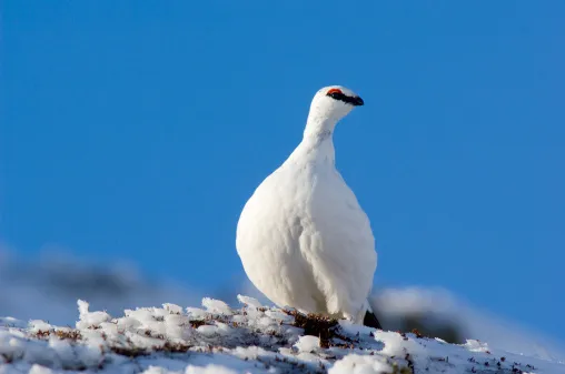 Ptarmigan (Lagopus mutus), male in white winter plumage, Scotland.