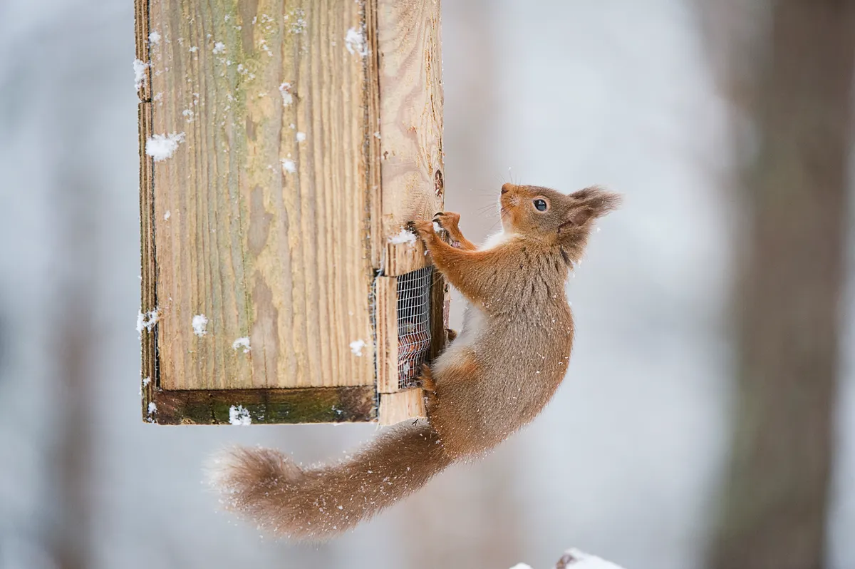 Red Squirrel Sciurus vulgaris on bird feeder in winter. Scotland. February.