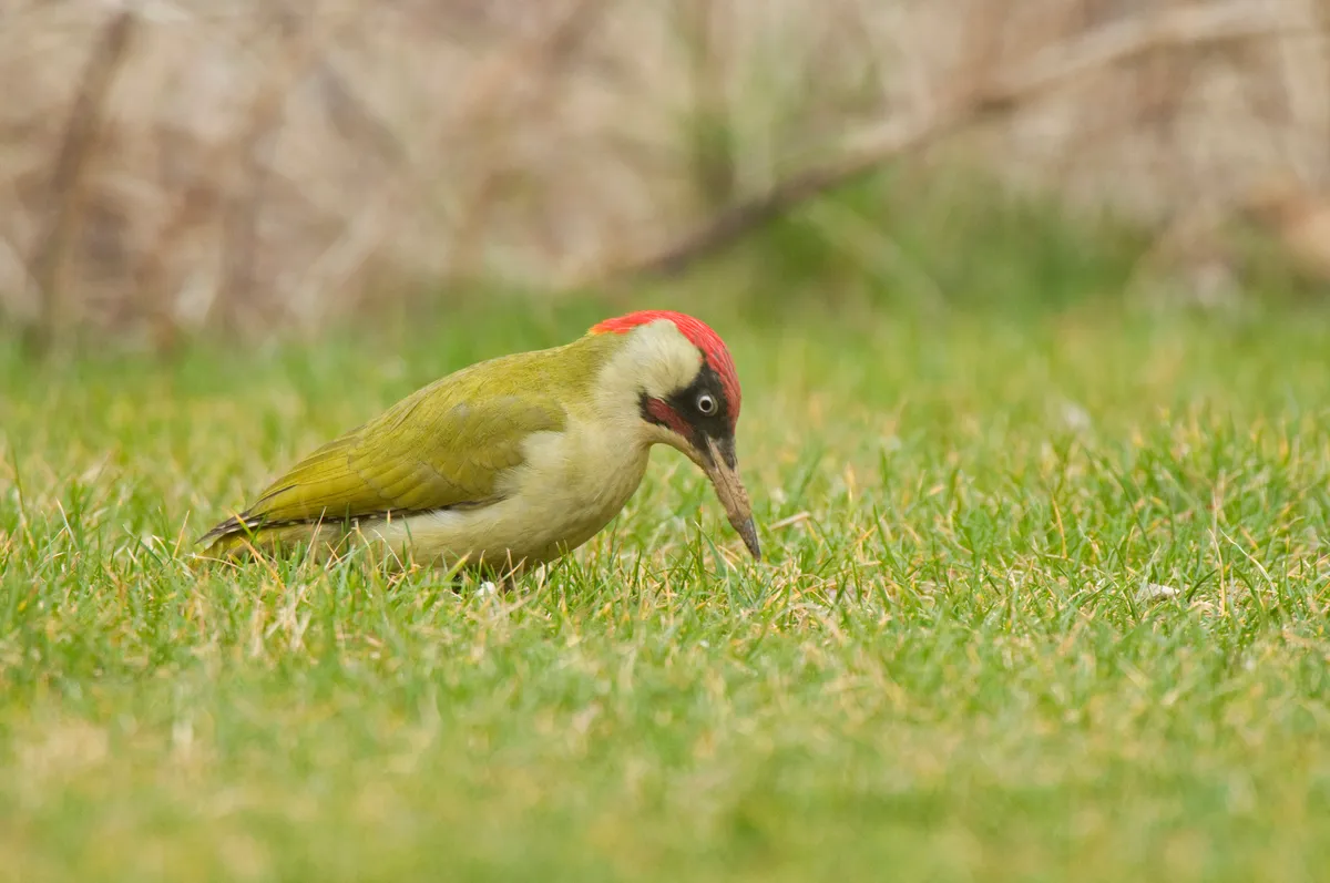 Green woodpecker looking for its food on the ground