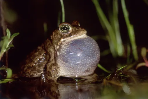 Natterjack Toad (Bufo calamita), male calling, Lower Saxony, Germany