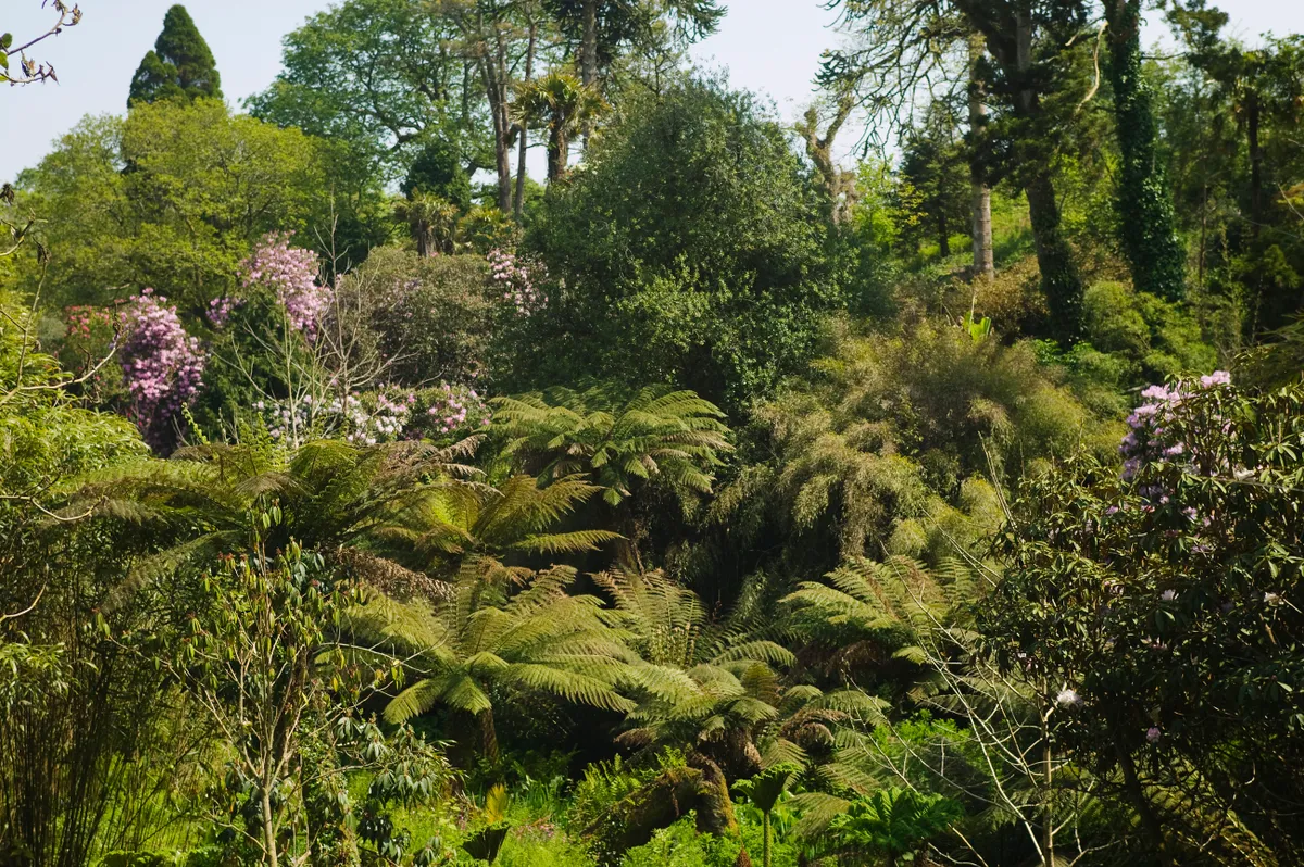 The woodland garden at the Lost Garden of Heligan, nr St Austell, Cornwall, Great Britain.