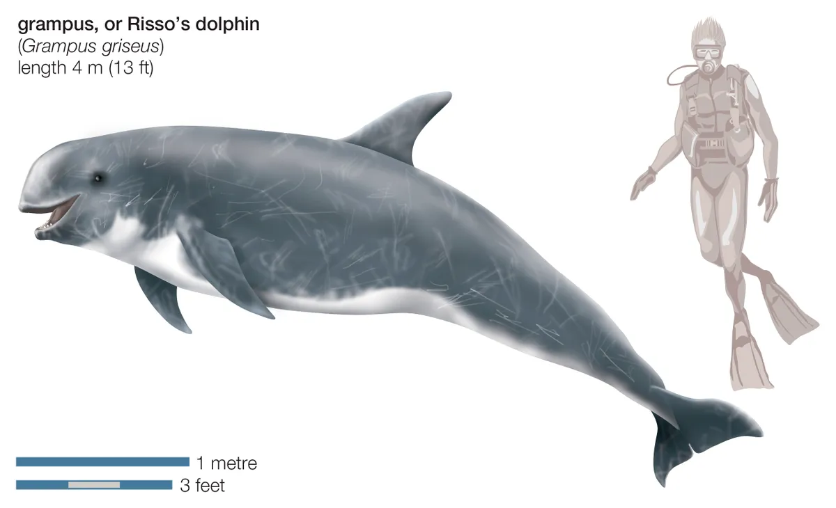 Risso'S Dolphin (Grampus Griseus). (Photo By Encyclopaedia Britannica/UIG Via Getty Images)