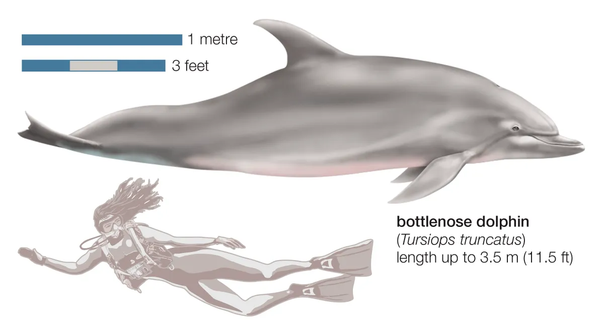 Bottlenose Dolphin (Tursiops Truncatus). (Photo By Encyclopaedia Britannica/UIG Via Getty Images)